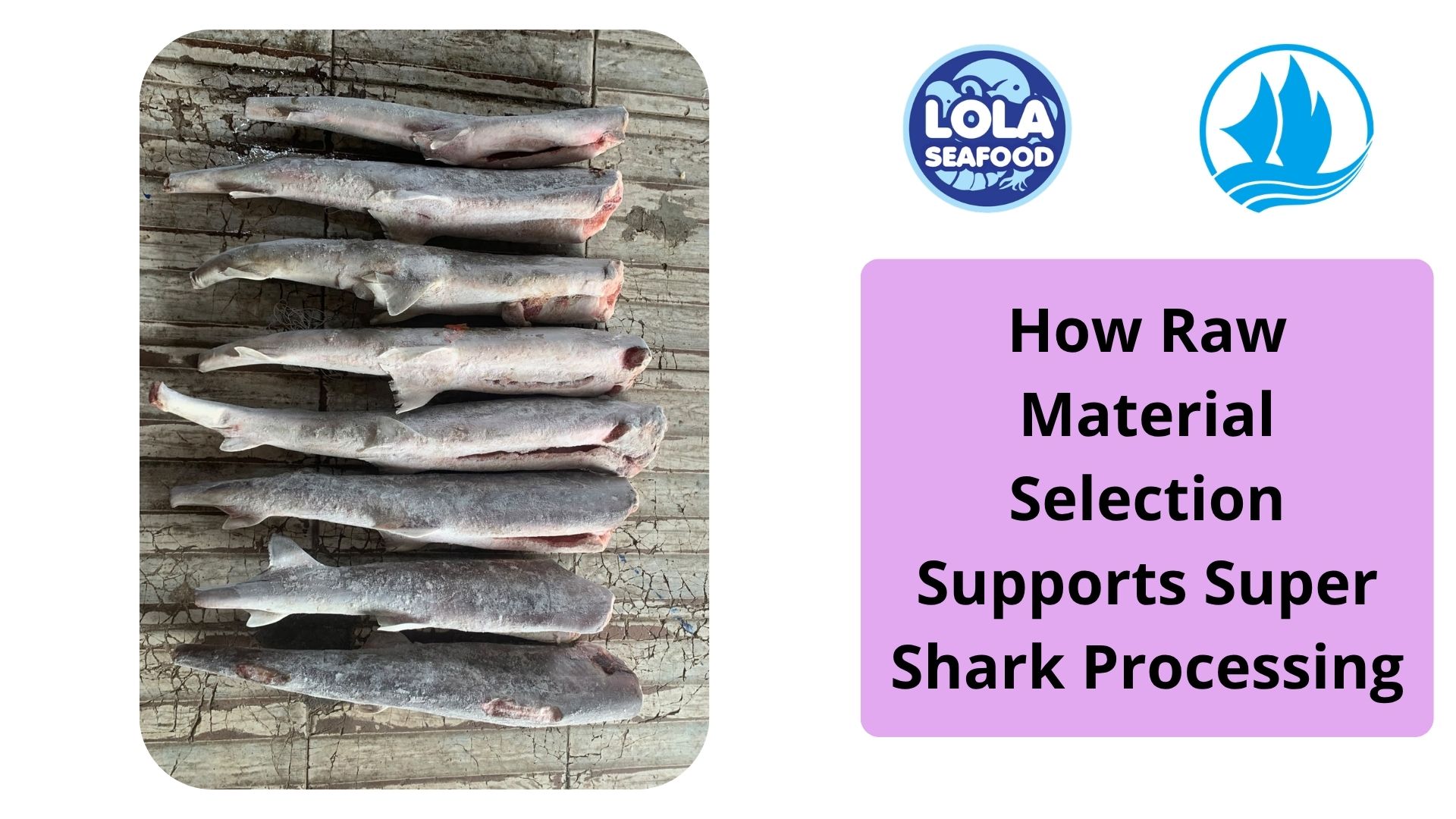  How Raw Material Selection Supports Super Shark Processing